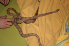 hantie virus 3